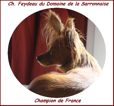 Du Domaine De La Sarronnaise - Feydeau Champion de France  Metz 2012