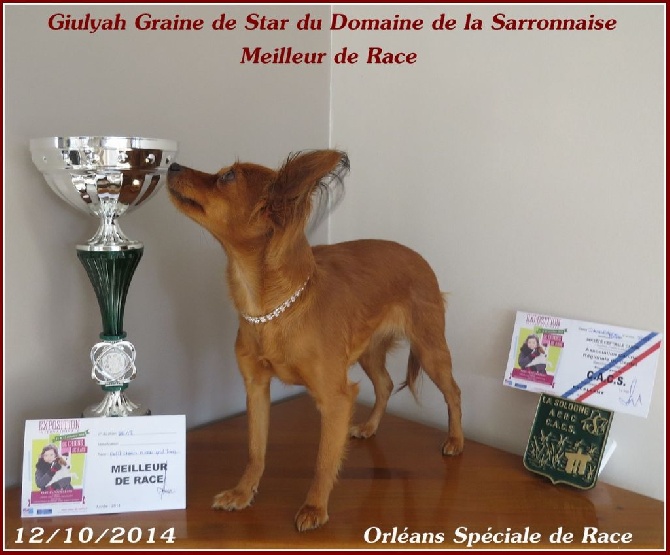 Du Domaine De La Sarronnaise - ORLEANS,12 Octobre 2014. Exposition Internationale CACIB. 