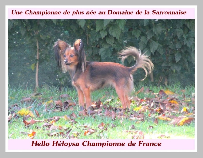 Du Domaine De La Sarronnaise - Encore une Championne de France 