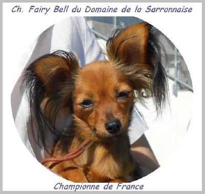 Du Domaine De La Sarronnaise - Fairy Bell Championne de France 